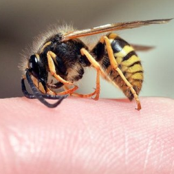 eşek arısı ilaçlama
